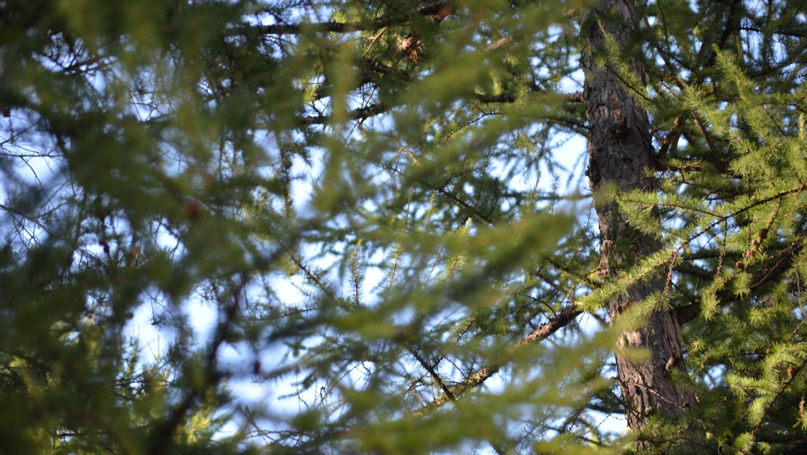 Ксения Калинина