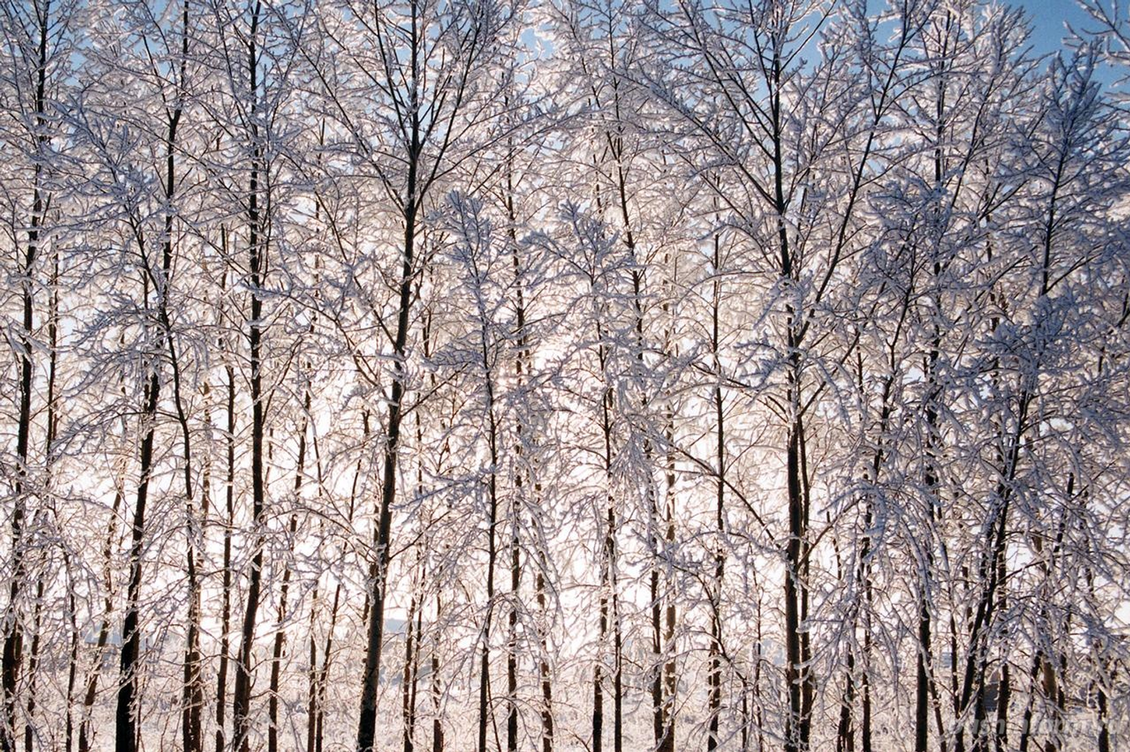 Андрей Старостин