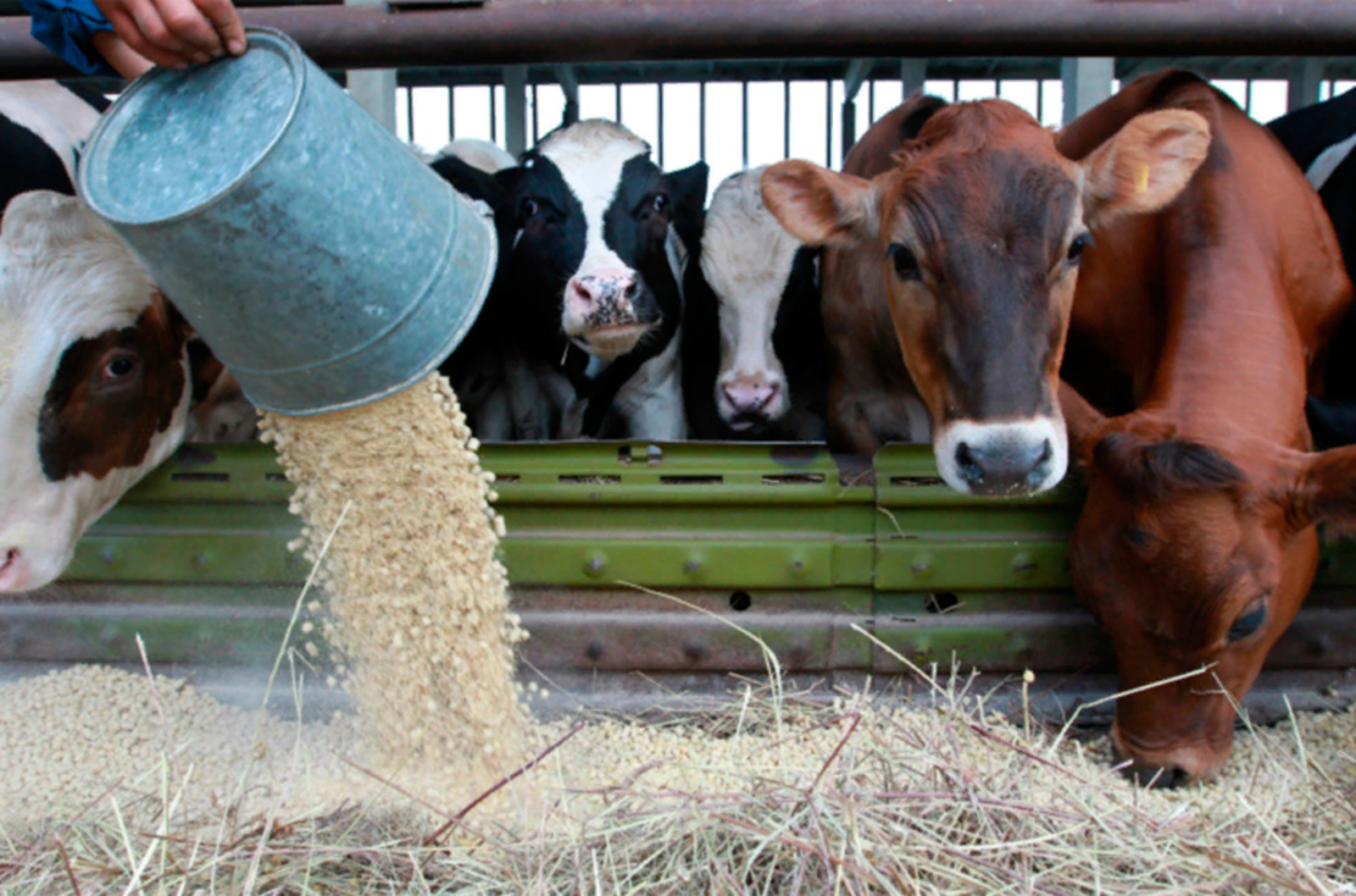Правительство упростило регистрацию кормовых добавок для животных