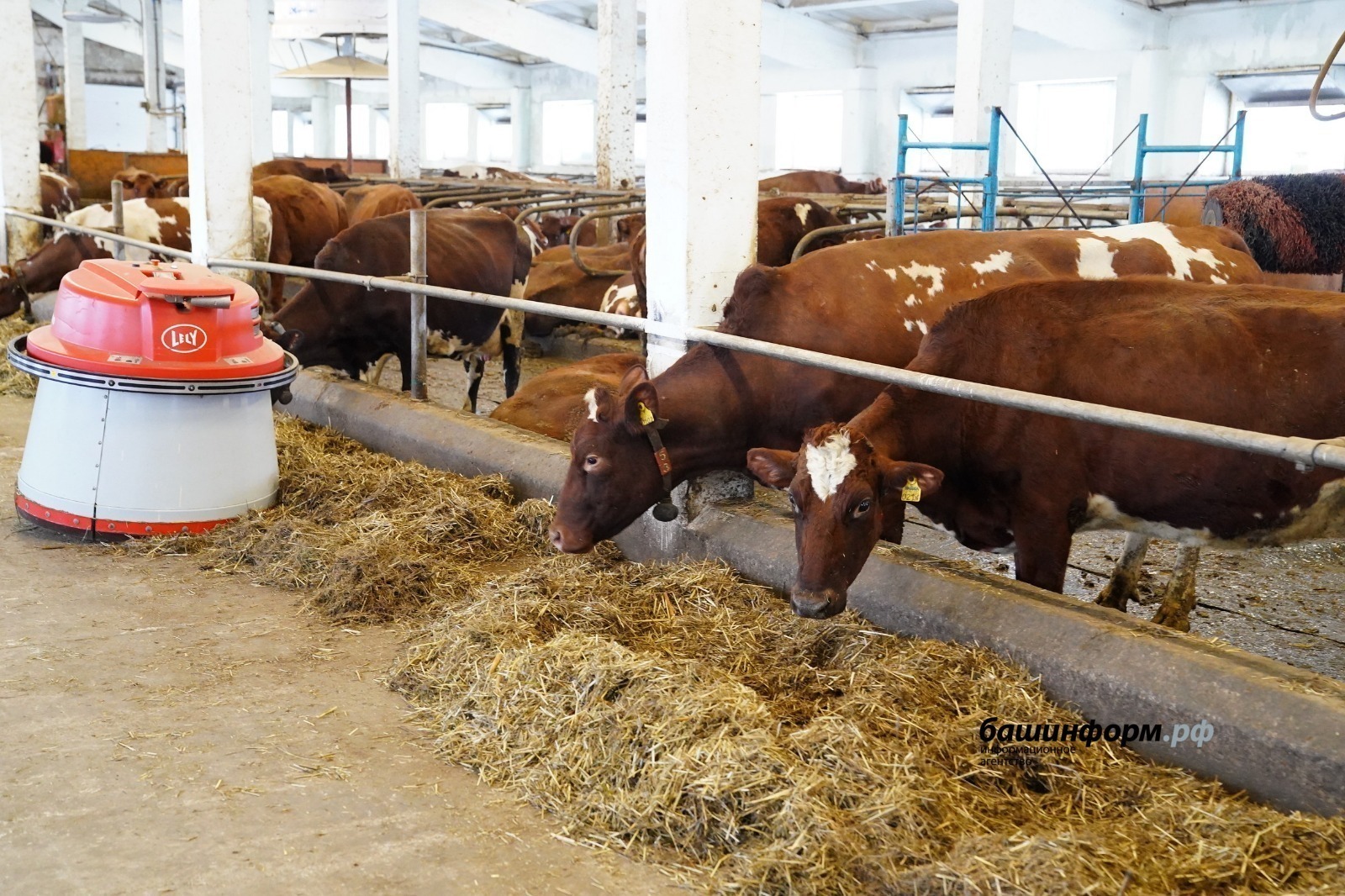 Олег Яровиков ИА «Башинформ»